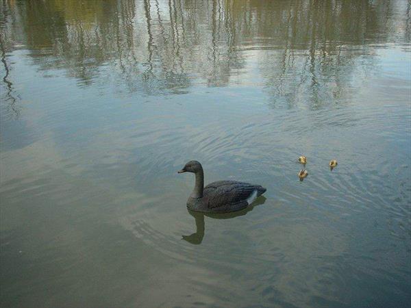  Photo: Oie - Sidonie avec ses petits - Echelle 1.jpg